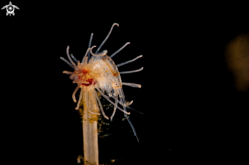 A Hydroid