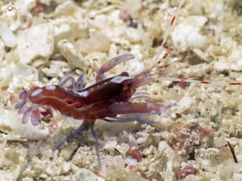 A Red Snapping Shrimp