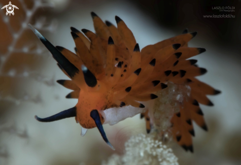 A Nudibranch