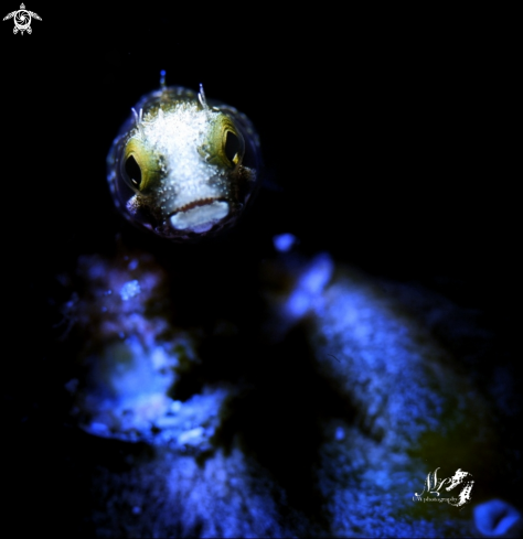 A Acanthemblemaria spinosa  | Spinyhead Blenny 