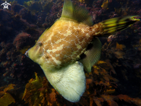 A fan-bellied leatherjacket