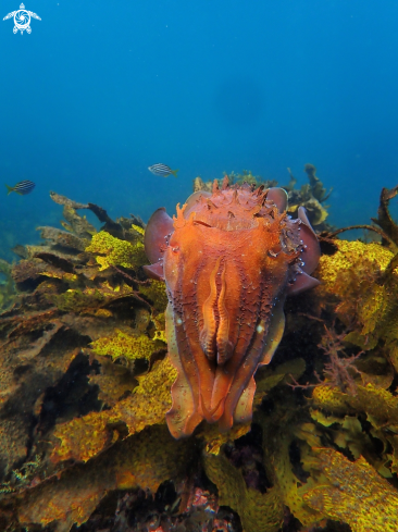 A Sepia apama | Australian giant cuttlefish