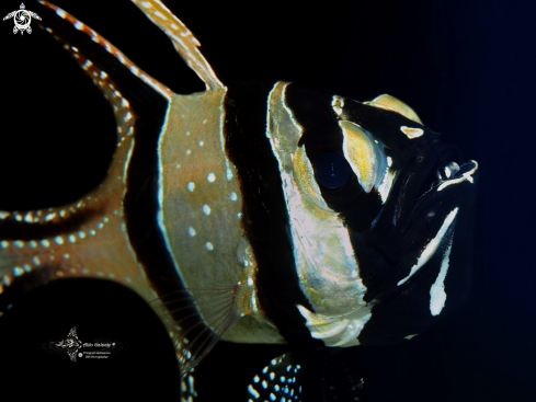 A Banggai Cardinalfish