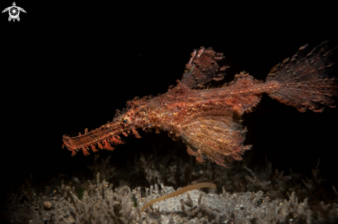 A Ornate Ghost pipefish