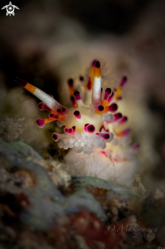 A Nudibranch Shaggy Aegires (Aegires villosus)