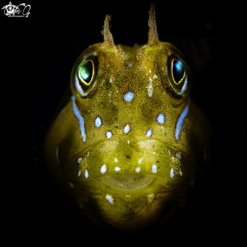 A Sphynx blenny