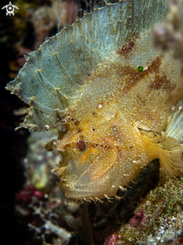 A Taenianotus triacanthus | Leaf Scorpionfish