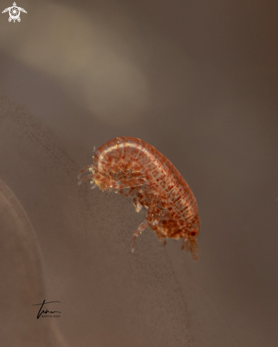 A Hyperiid amphipod