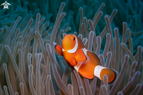 A Anemonefish