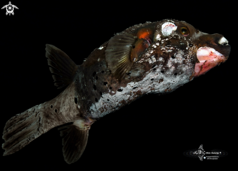 A Puffer Fish