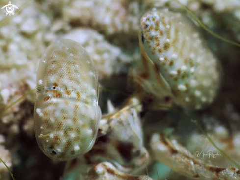 A Scaly Tailed Mantis Shrimp