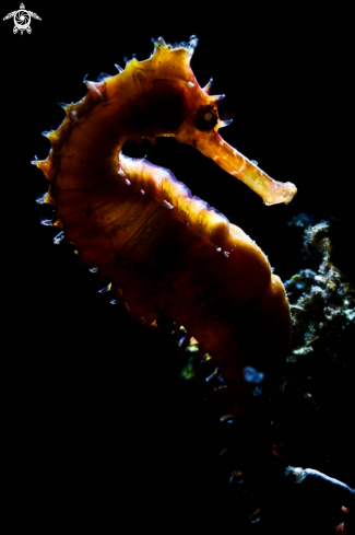 A Seahorse