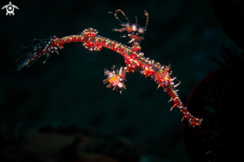 A Solenostomus paradoxus | PIPEFISH