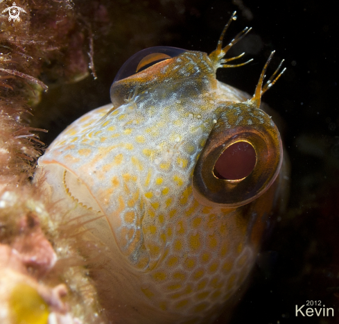 A underwater creature