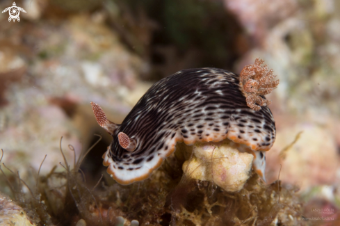 A Nudibranch