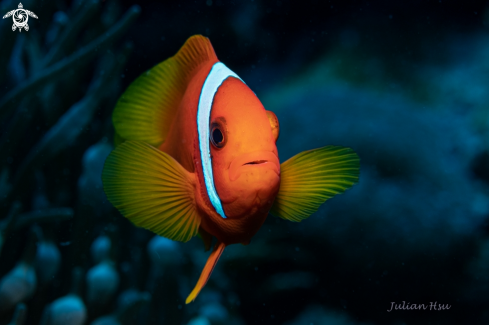 A Anemonefish