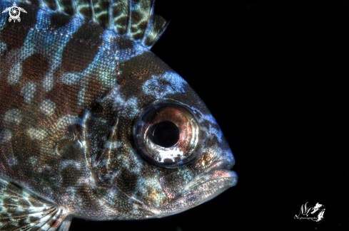 A Heteropriacanthus cruentatus | Blotched Big eyes juvenile 