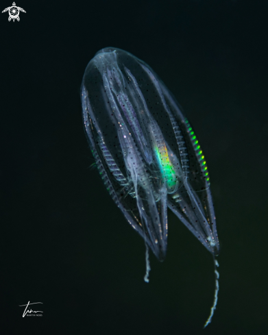 A Ctenophore