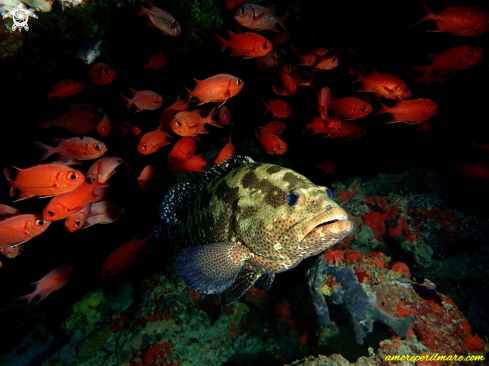 A Ephinephelus Fuscoguttatus