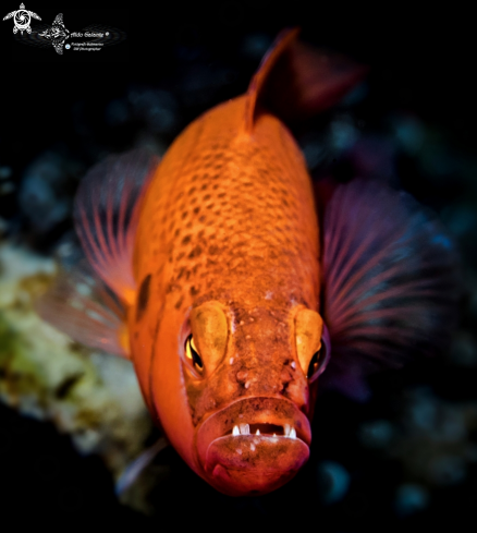 A Jaguar Dottyback Male