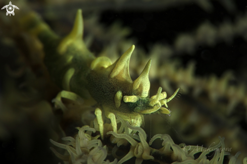 A Dragon shrimp (Miropandalus hardingi) 