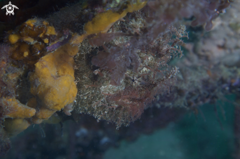 A Tasselled Anglerfish