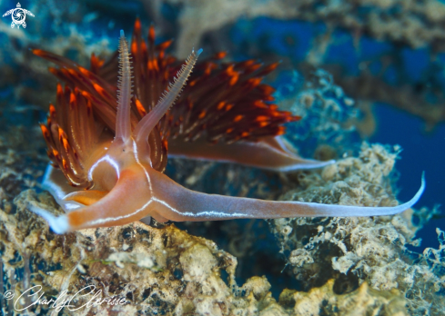 A Dondice banyulensis