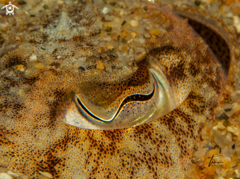 A Common Cuttlefish