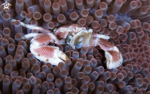 A Porcelain crab