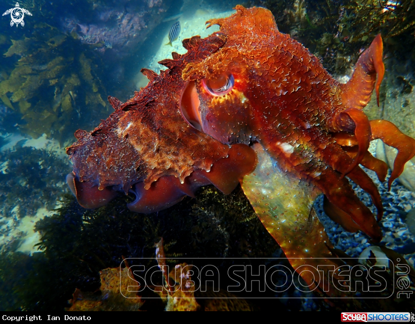 A Australian giant cuttlefish