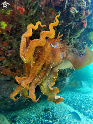 A Sepia apama | Australian giant cuttlefish