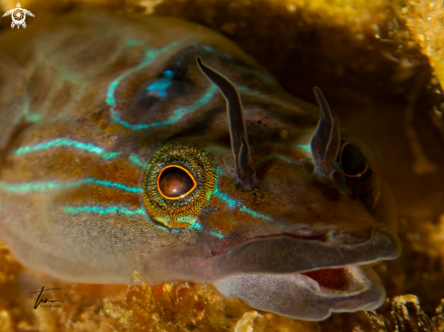 A Shore Clingfish