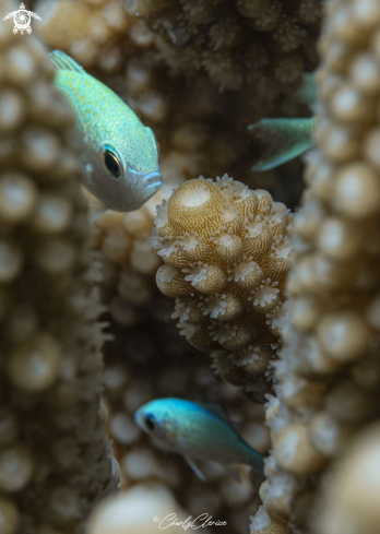 A Chromis viridis | Green Chromis