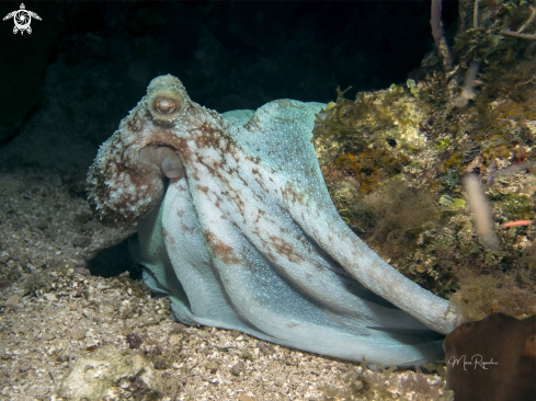 A Octopus briareus | Caribbean Reef Octopus