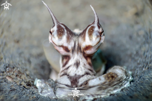 A Thaumoctopus mimicus | Mimic Octopus