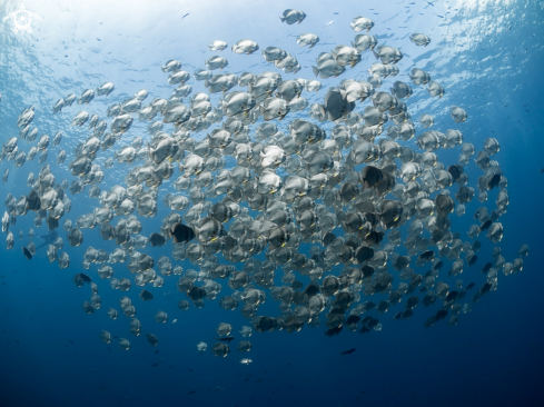 A Platax teira | Longfin Batfish 