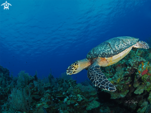 A Hawksbill Turtle :)