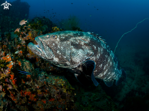 A Epinephelus malabaricus | Malabar Grouper