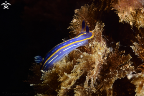 A Nudibranch