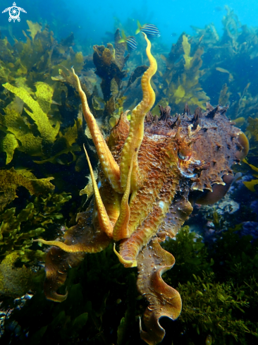 A Australian giant cuttlefish