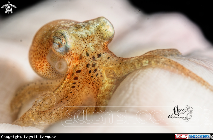 A Juvenile octopus 