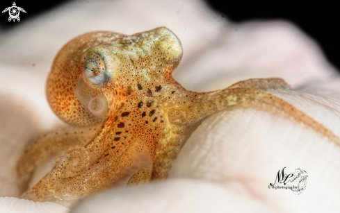 A Juvenile octopus 