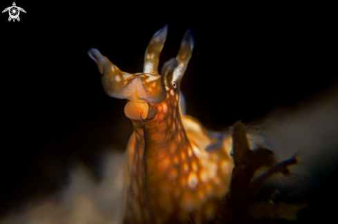 A Marine Slug