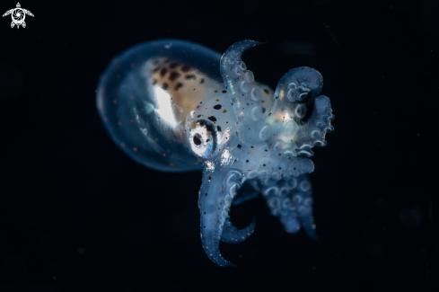 A Juvenile Cephalopod