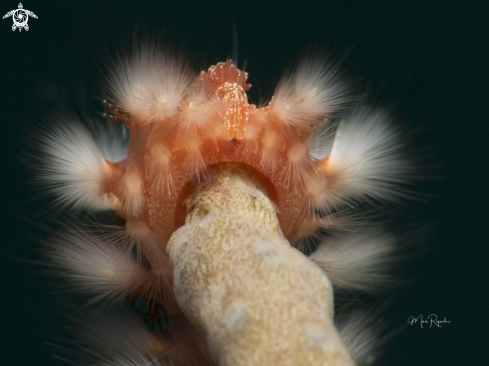 A Hermodice carunculata | Bearded Fireworm