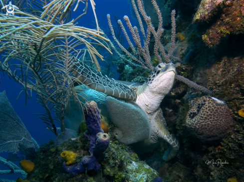 A Green Sea Turtle