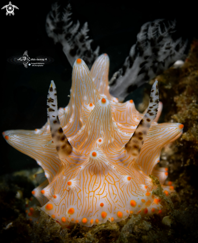 A Halgerda batangas (Carlson & Hoff, 2000) | Halgerda Nudibranch