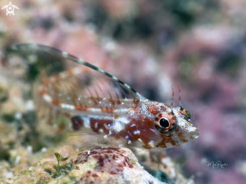 A Filament Blenny