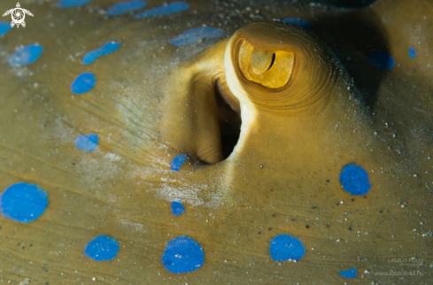 A Bluespotted stingray.