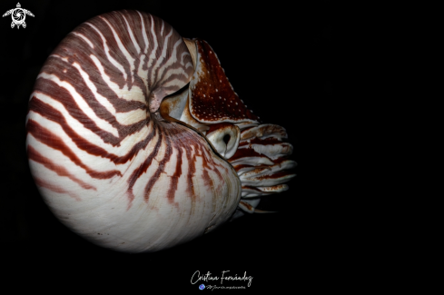 A Nautilus